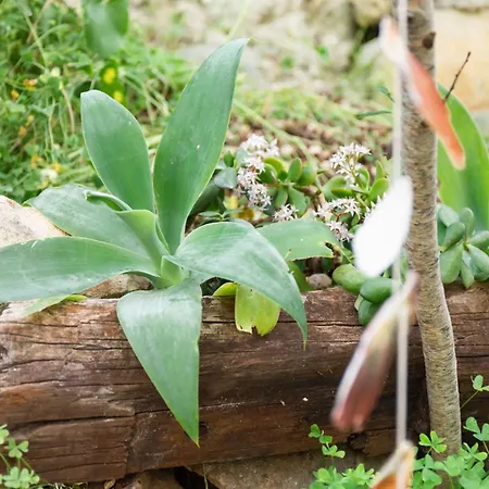 Du Solei- V022 Salema