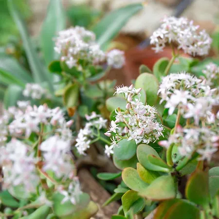 Du Solei- V022 Nyaraló Salema